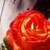 :iconcrywiltedrose: