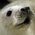 :iconcsade: