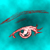 :iconcseri:
