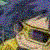 :iconcstini: