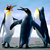 :iconct6488: