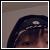 :iconctolen87: