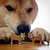 :iconcuculus-rex: