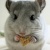:iconcuddleystuffs: