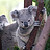 :iconcuddlykoalabear: