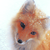 :iconcuddlypiranha: