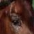 :iconcujo321: