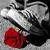 :iconCukoo: