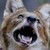 :iconcuon--alpinus: