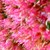 :iconcupcakeninja025: