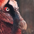 :iconcuragaplus: