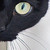 :iconcureouscat:
