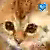 :iconcurious-savage: