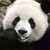 :iconcuriouspandabrad: