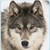 :iconcurlypop1237: