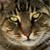 :iconcursed-kitten: