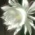 :iconcursed-kross: