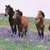 :iconcute-animal-luver23: