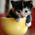 :iconcute0o0o: