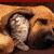 :iconcutedoggie: