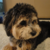 :iconcutedoggyplz: