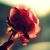 :iconcutegirl-3: