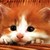 :iconcutekittencreator: