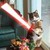 cutekitty11 :iconcutekitty11: