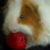 :iconcutenomplz: