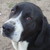 :iconcutepetlover: