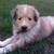 :iconcutestsweetheart:
