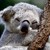 :iconcuteturquoisecyan: