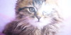 :iconcutie-animals:
