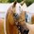 :iconcutiehorsegirl: