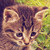 :iconcuttie23: