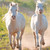 cvet-100 :iconcvet-100: