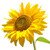 :iconcwags2386: