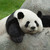 :iconcwismochi: