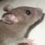 :iconcyanidebutterfly13: