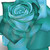 :iconcyanroseprincess: