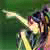 :iconcyaziris: