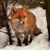 :iconcyber-vulpine: