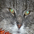:iconcyberfrench: