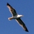 :iconcybermax1980: