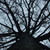 :iconcybernetic-jackalope: