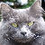 :iconcybershooter: