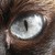 :iconcyberwolf2012: