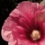 :iconCyganeria: