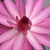 :iconcynlotus: