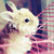:iconcynntiaapamm:
